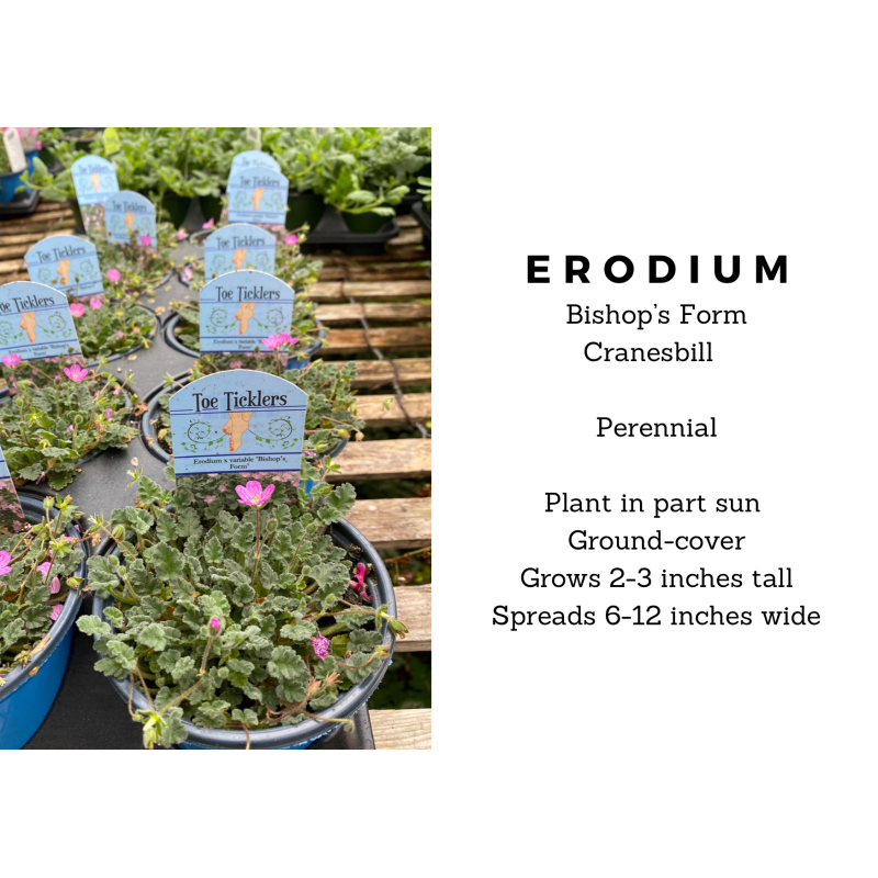 Erodium Bishop