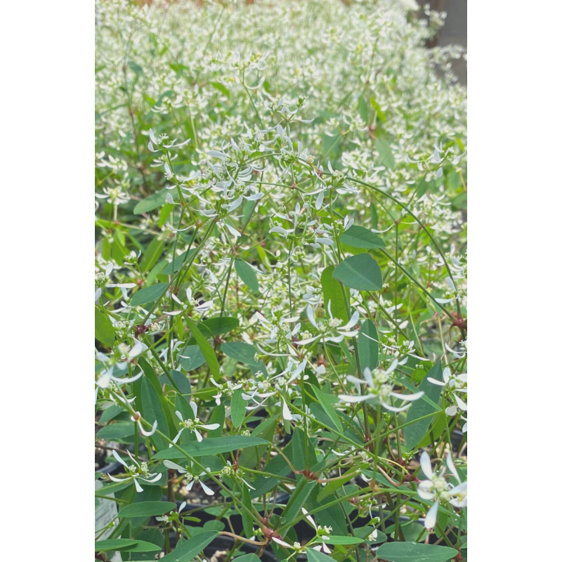 Euphorbia Diamond Frost  - Same Day Delivery