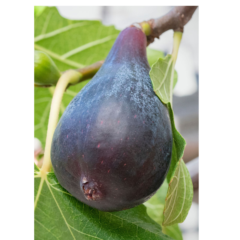 Fig Black Mission 1 Gal - Same Day Delivery