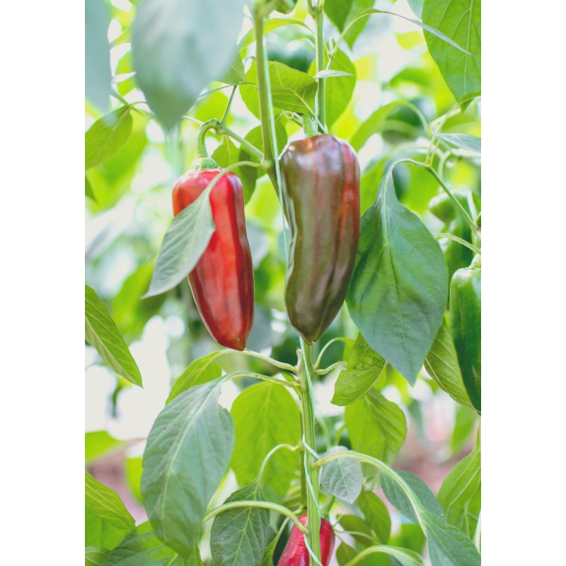 Fish Pepper Plant - Same Day Delivery