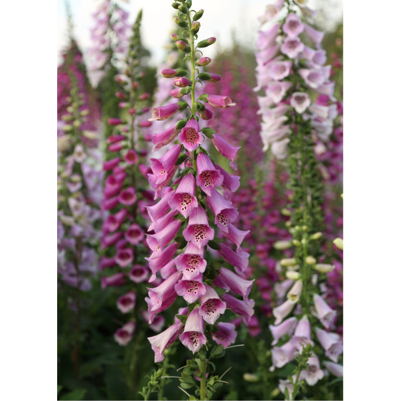 Foxglove Dalmation Rose - Same Day Delivery