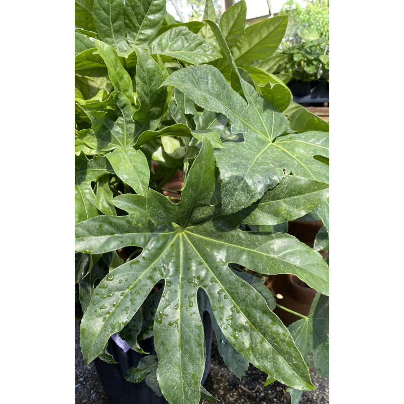 Fatsia - Same Day Delivery