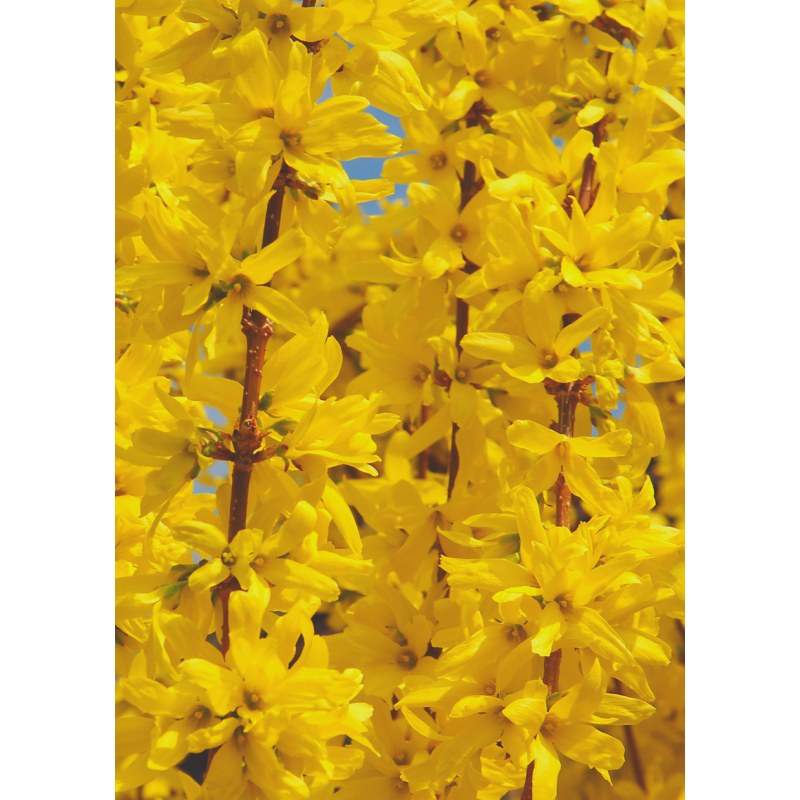Forsythia 3 Gal  - Same Day Delivery