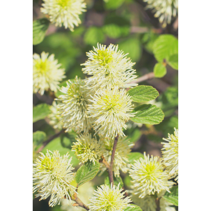 Fothergilla Mount Airy  - Same Day Delivery