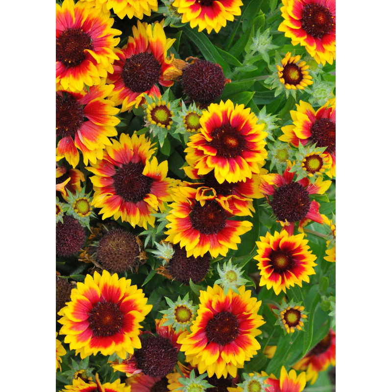 Gaillardia Spin Top red Starburst - Same Day Delivery
