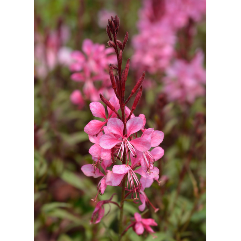Gaura Belleza Dark Pink - Same Day Delivery