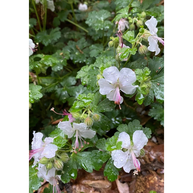 Geranium Biokovo Cranesbill - Same Day Delivery