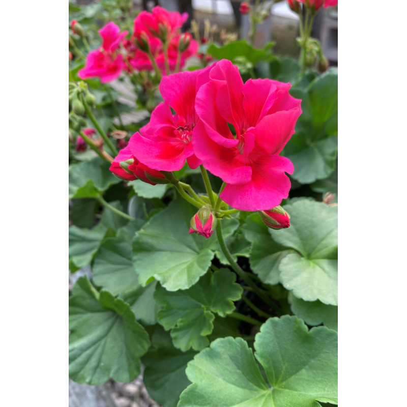 Geranium Moxie Pink Splash - Same Day Delivery