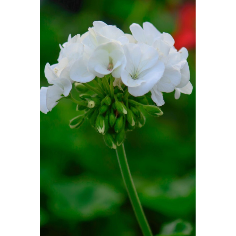 Geranium Americana White - Same Day Delivery