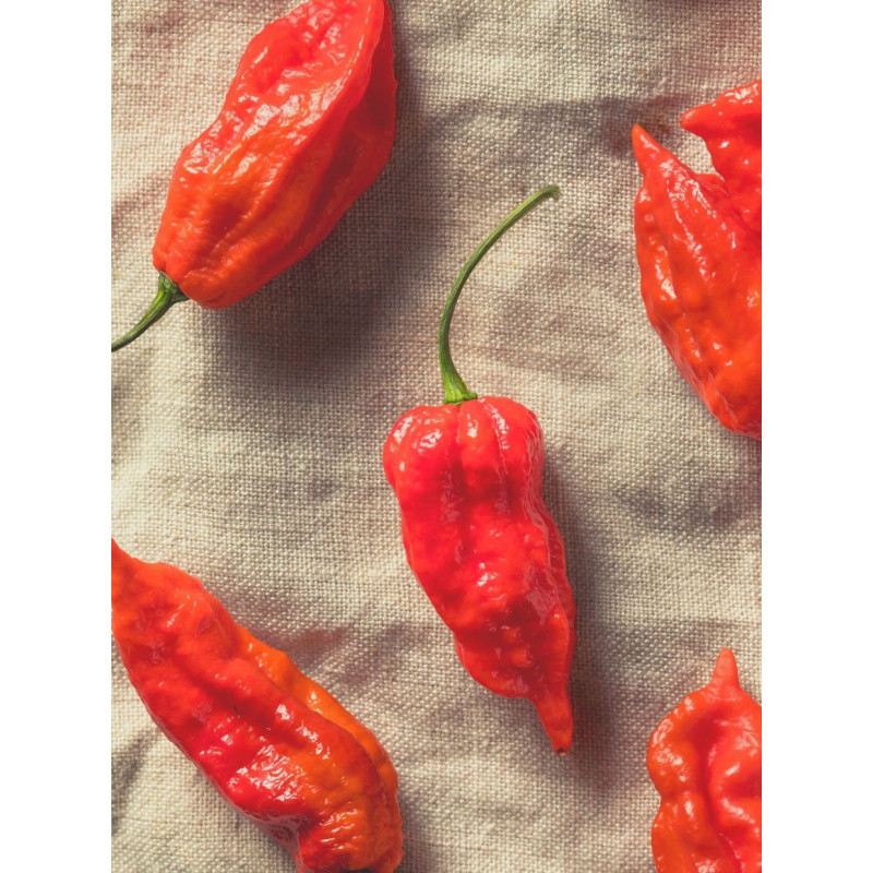 Ghost Pepper Plant - Same Day Delivery