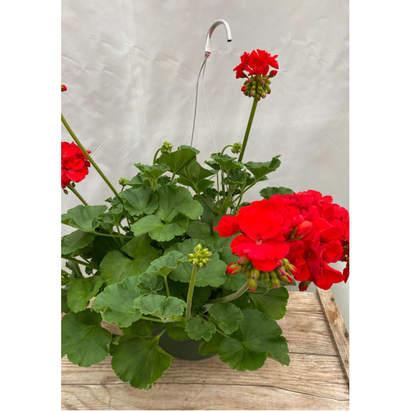 Geranium Red Hanging Basket - Same Day Delivery