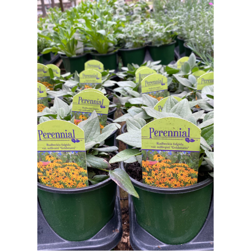 Rudbeckia Goldsturm - Same Day Delivery