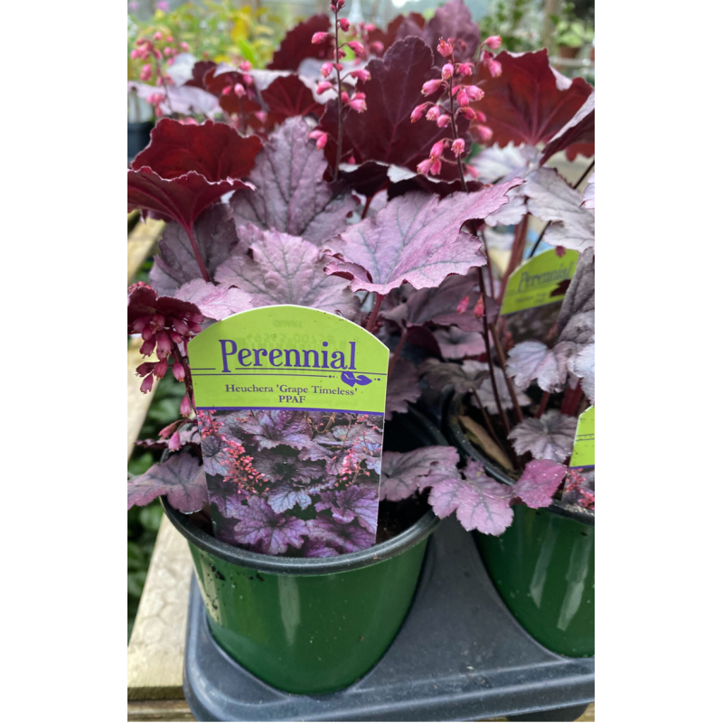 Heuchera Grape Timeless - Same Day Delivery