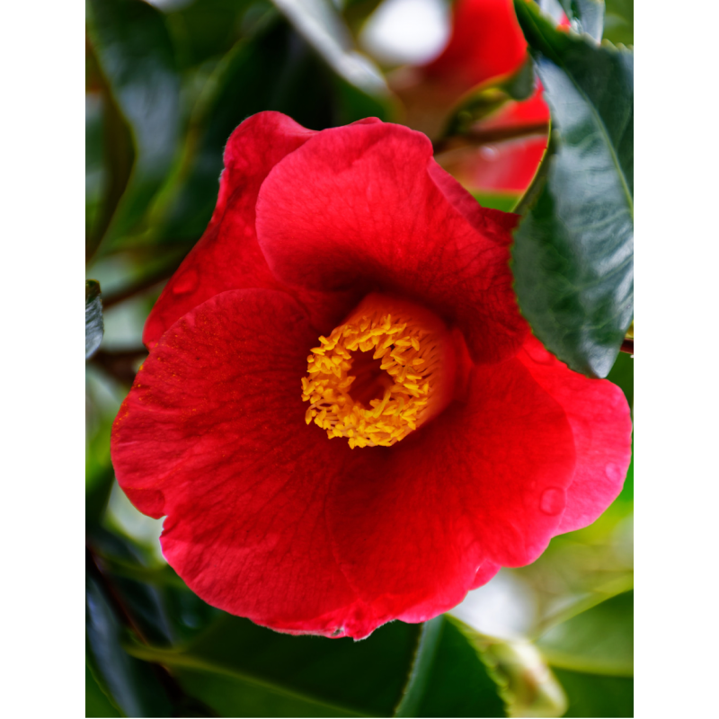 Camellia Japonica Gunsmoke  - Same Day Delivery