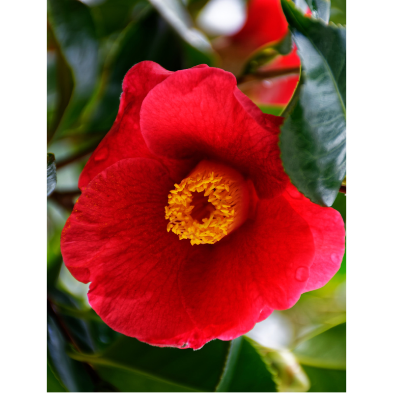 Camellia Japonica Gunsmoke - Same Day Delivery