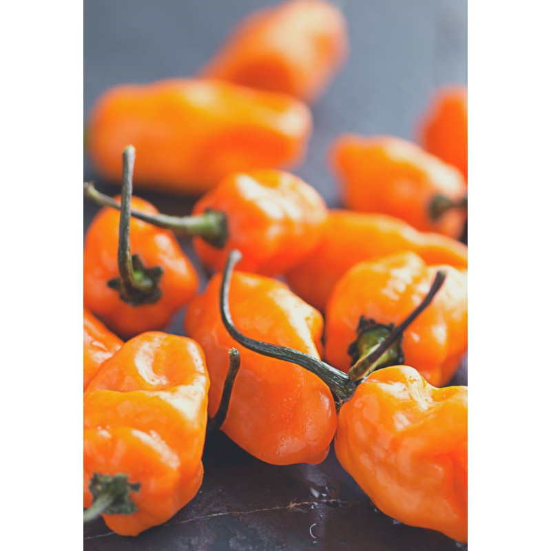 Habanero Orange Pepper Plant - Same Day Delivery