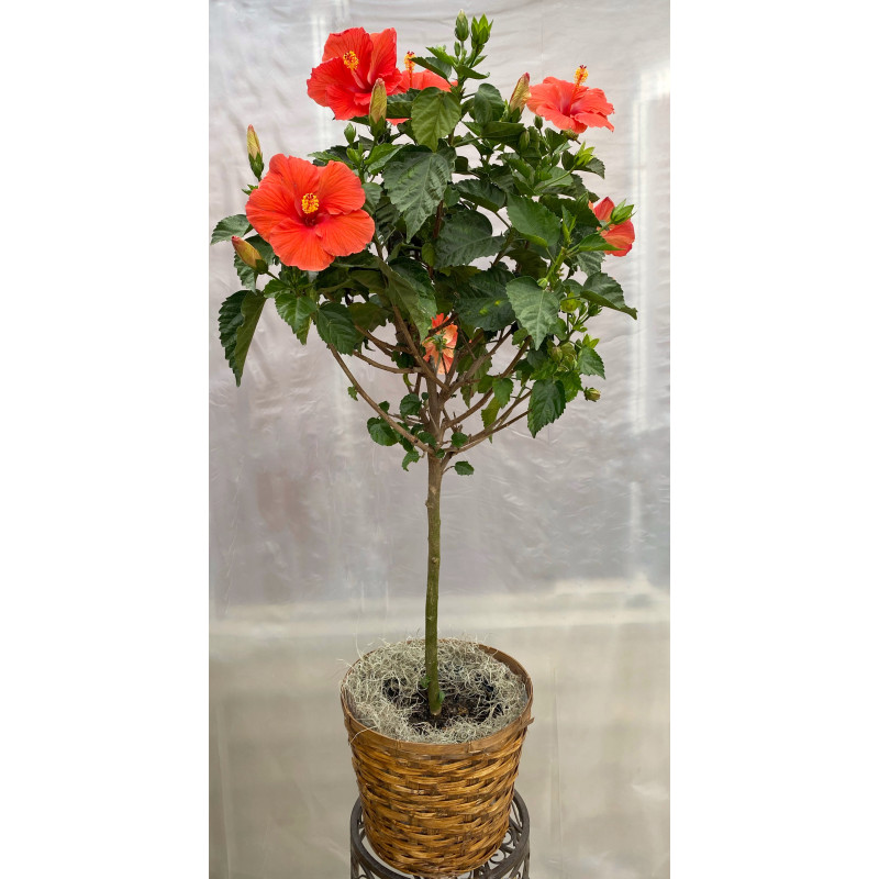 Tropical Hibiscus Plant - Same Day Delivery