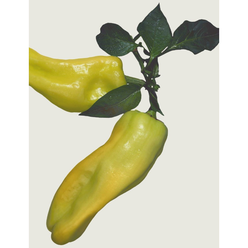 Hungarian Sweet Wax Pepper  - Same Day Delivery