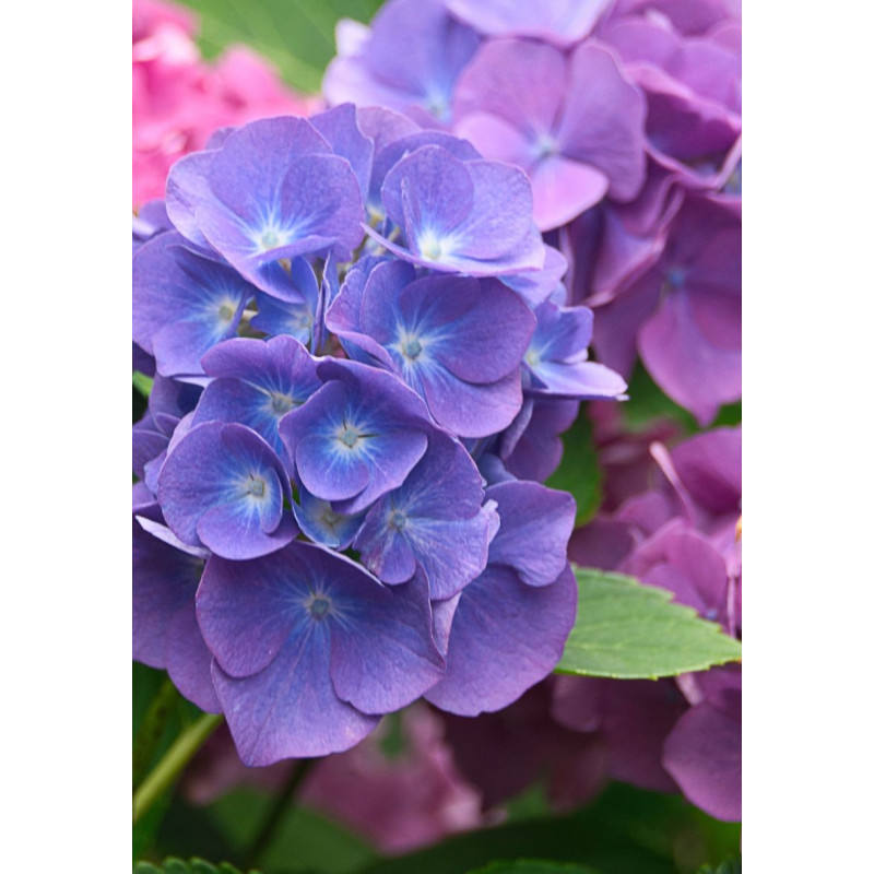 Hydrangea BloomStruck - Same Day Delivery