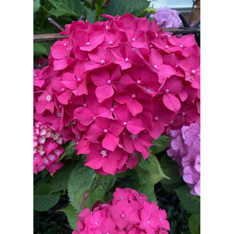 Hydrangea Summer Crush 3 Gal - Same Day Delivery