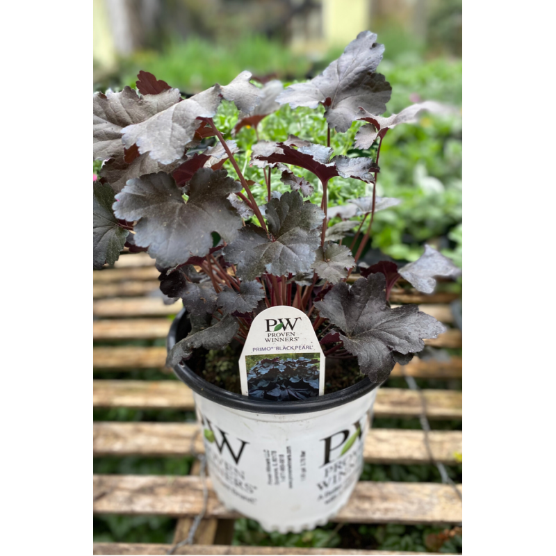 Heuchera Black Pearl - Same Day Delivery