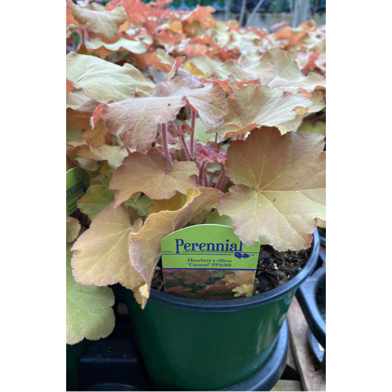 Heuchera Caramel - Same Day Delivery