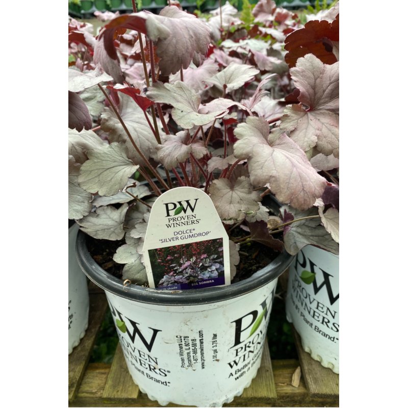 Heuchera Silver Gumdrop - Same Day Delivery