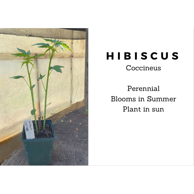 Hibiscus - Same Day Delivery