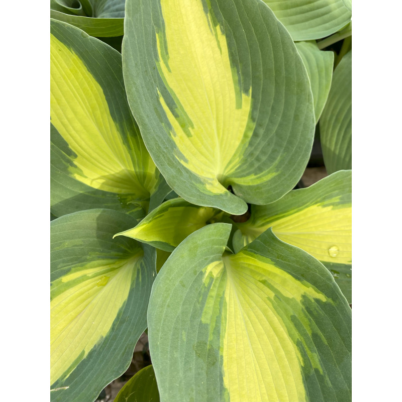 Hosta Hudson Bay - Same Day Delivery