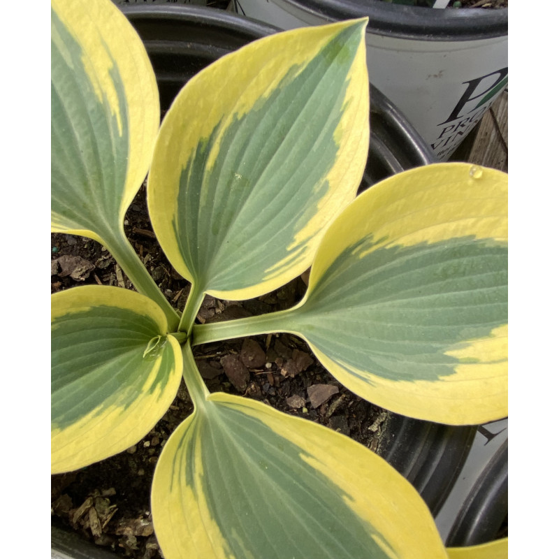 Hosta Autumn Frost  - Same Day Delivery