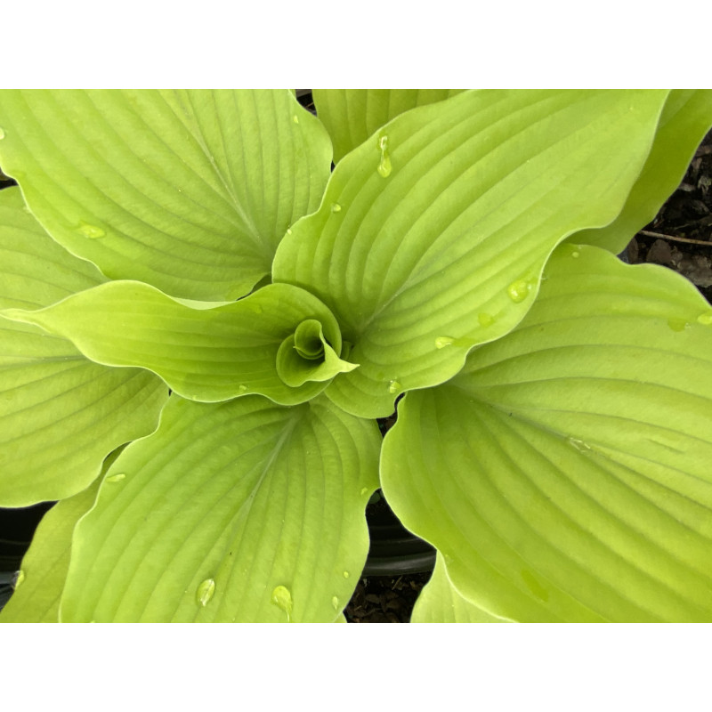 Hosta Coast To Coast - Same Day Delivery
