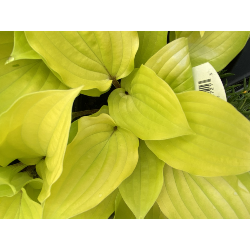 Hosta Fire Island - Same Day Delivery
