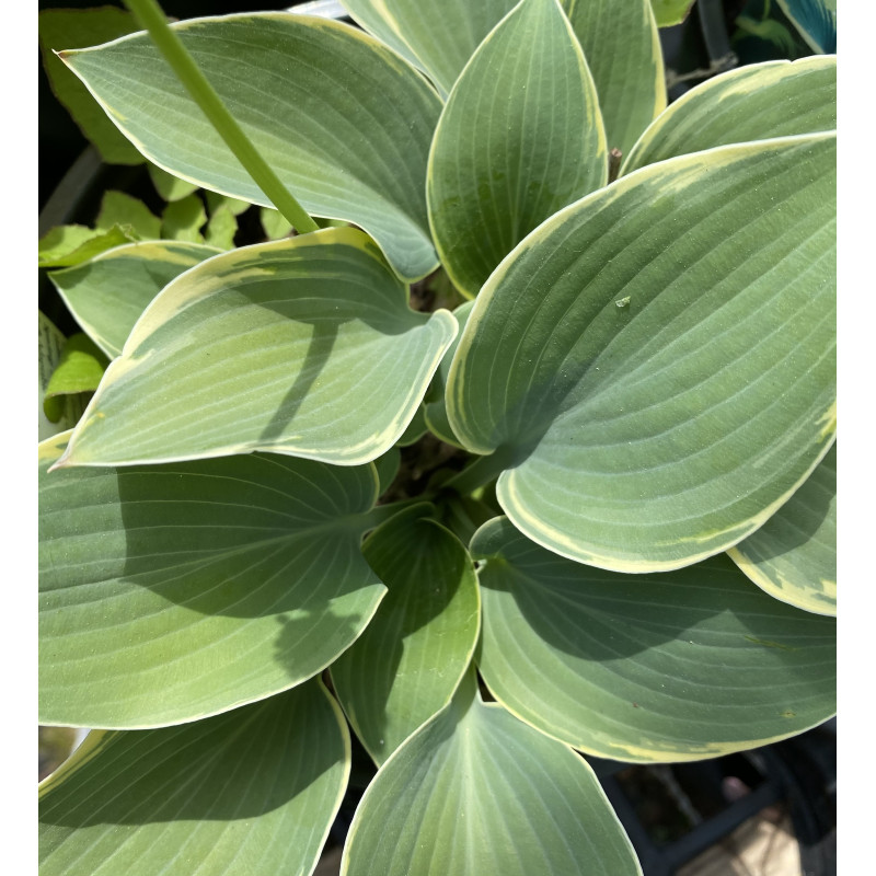 Hosta First Frost  - Same Day Delivery