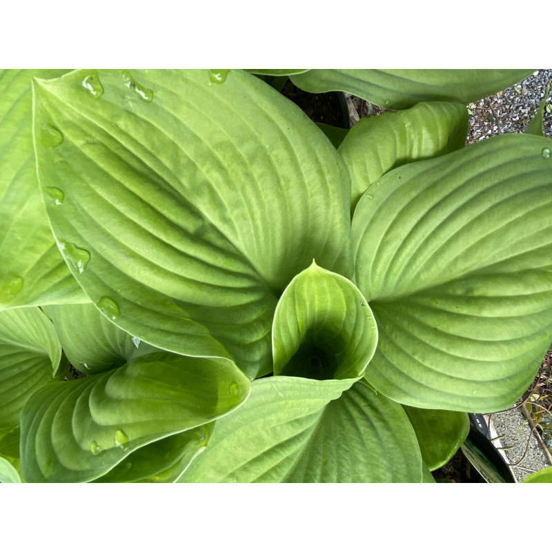 Hosta Guacamole - Same Day Delivery