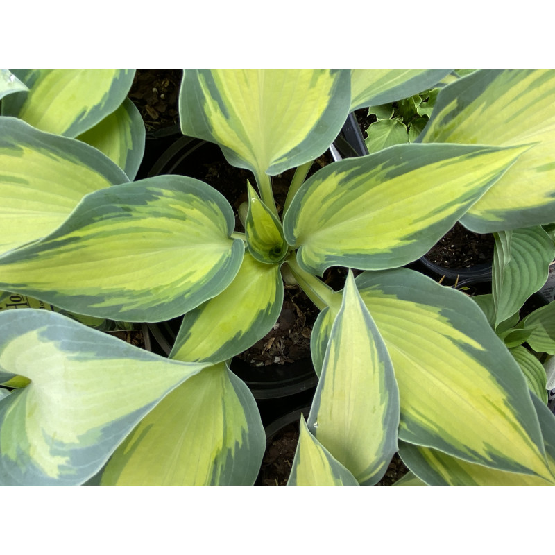 Perennial Plants - Hosta June - Atlanta's Favorite Florist - Hall's