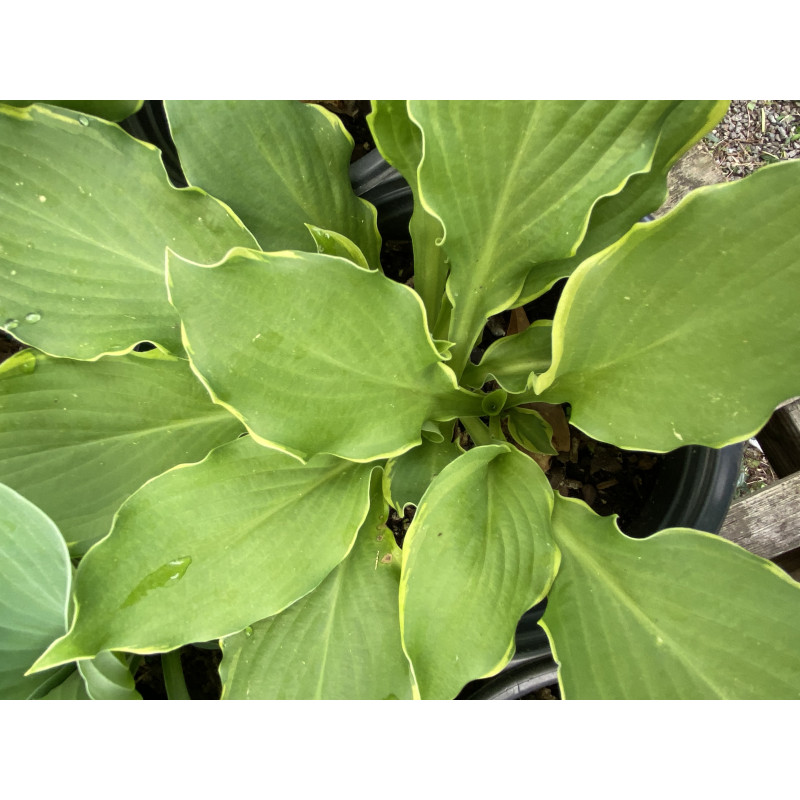 Hosta Shadowland Whee - Same Day Delivery