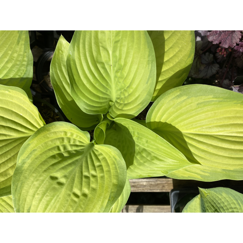 Hosta Stained Glass  - Same Day Delivery