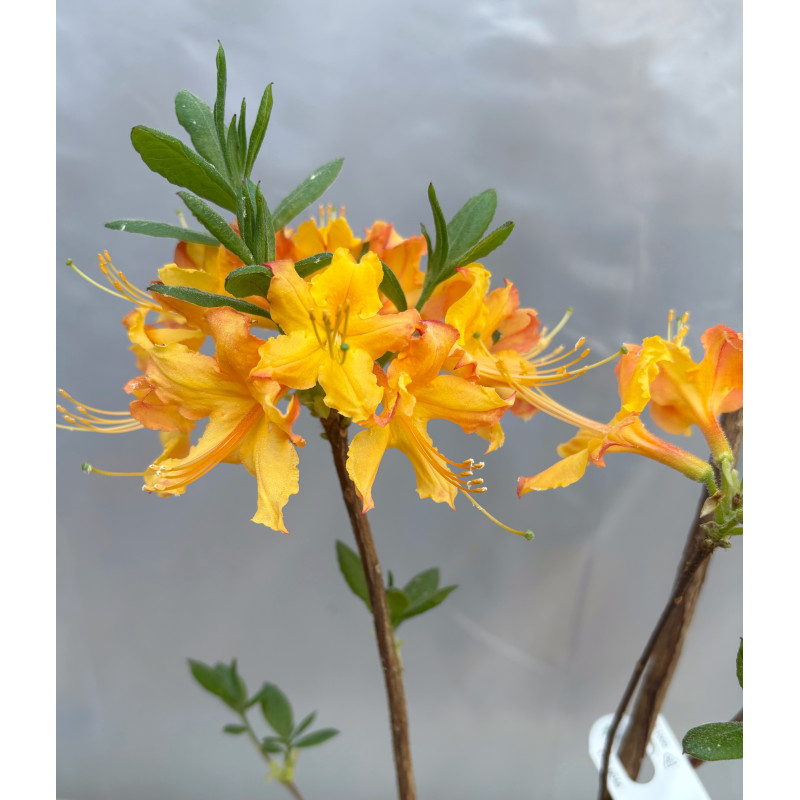 Tallulah Sunrise Native Azalea - Same Day Delivery
