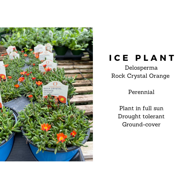 Ice Plant Rock Crystal Orange - Same Day Delivery