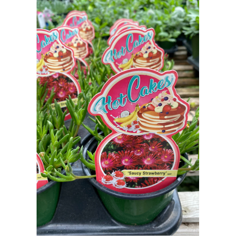 Ice Plant Saucy Strawberry - Same Day Delivery