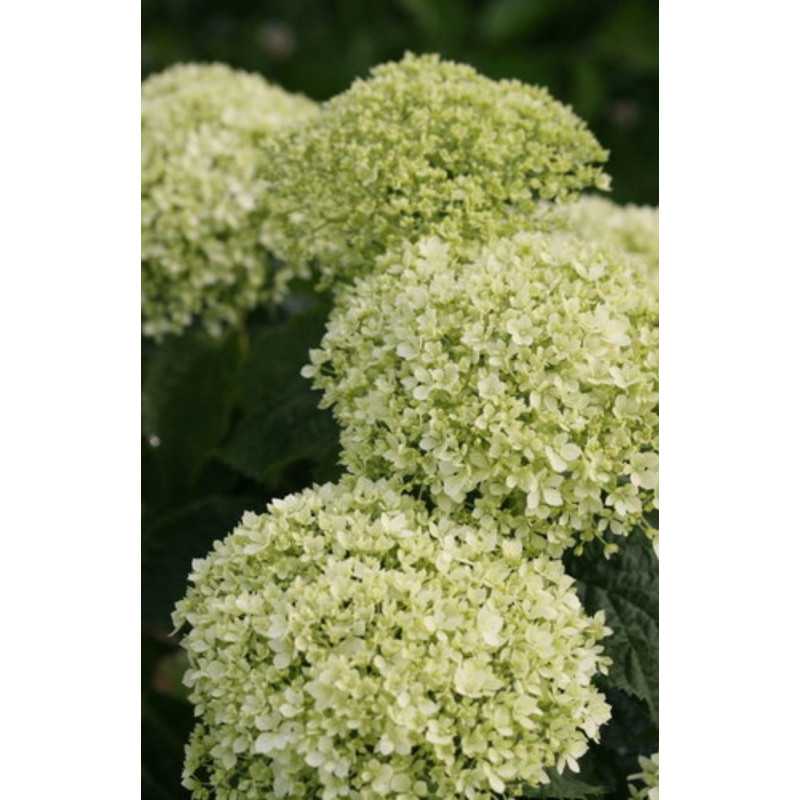 Hydrangea Invincibelle Limetta - Same Day Delivery