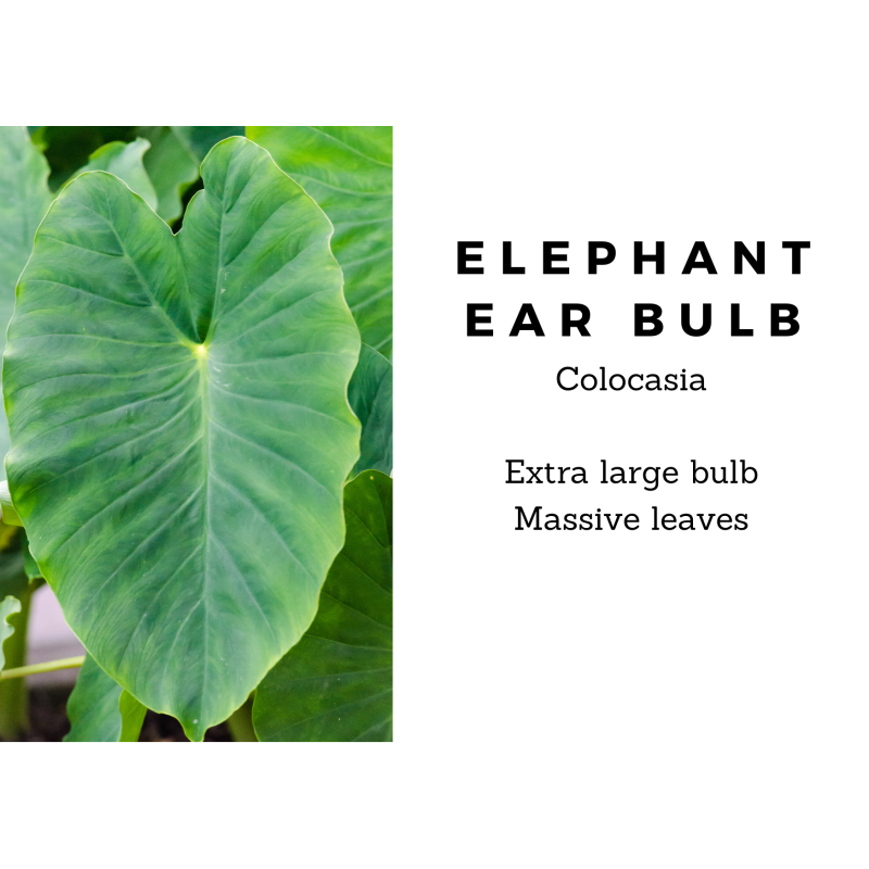 Elephant Ear Bulb Jack