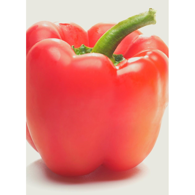 Red Knight Bell Pepper - Same Day Delivery