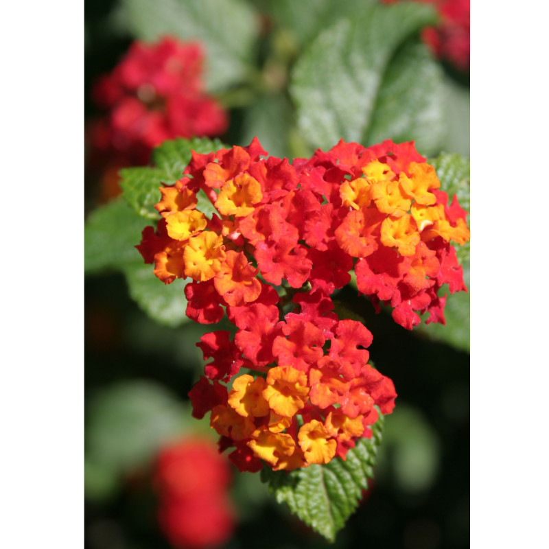 Lantana Dallas Red - Same Day Delivery