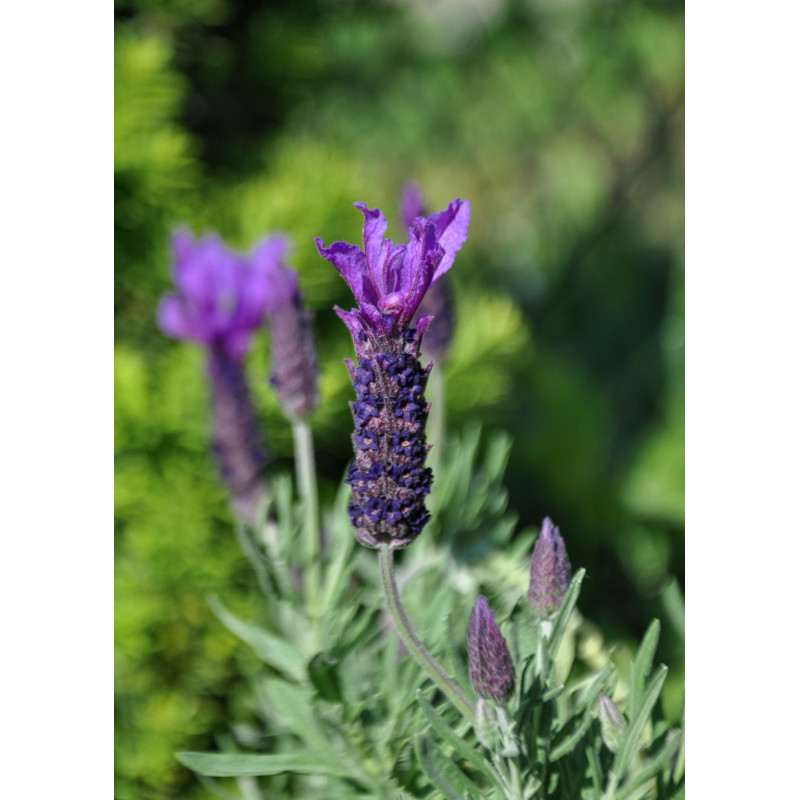 Lavender La Diva Big Night  - Same Day Delivery