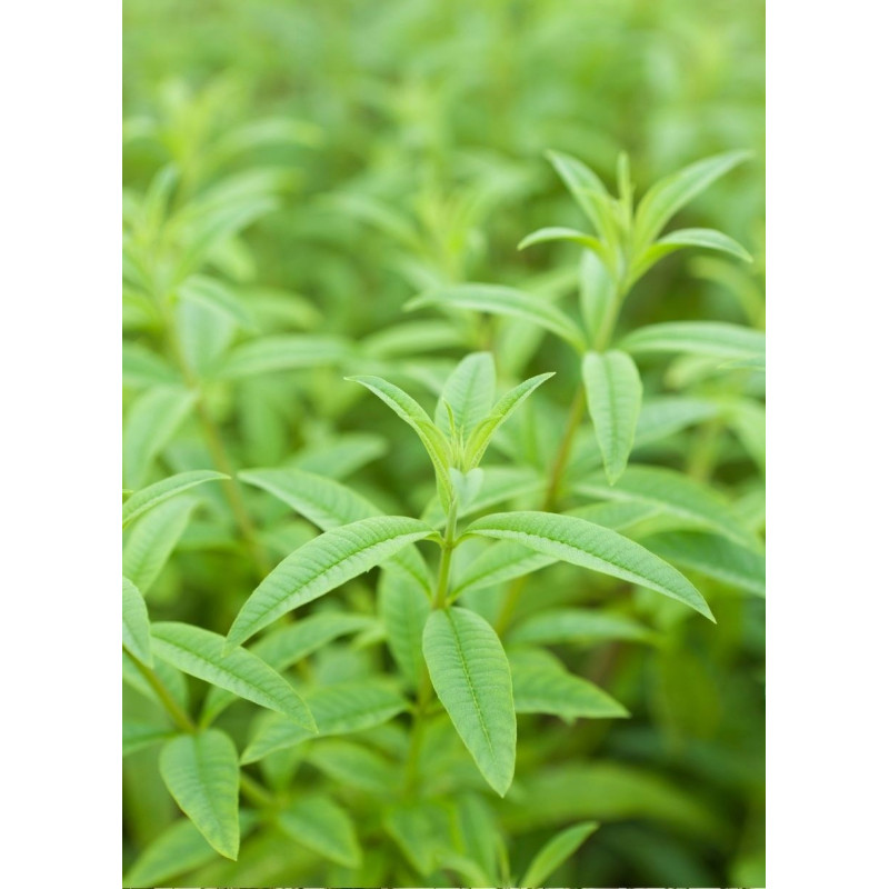 Basil Lemon - Same Day Delivery