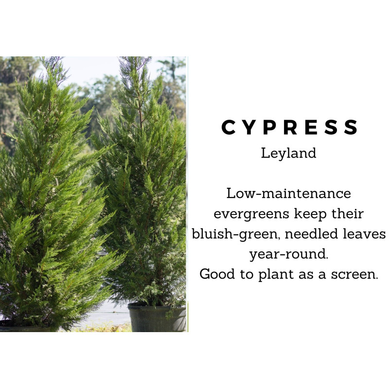 Cypress Leyland 1 Gal - Same Day Delivery
