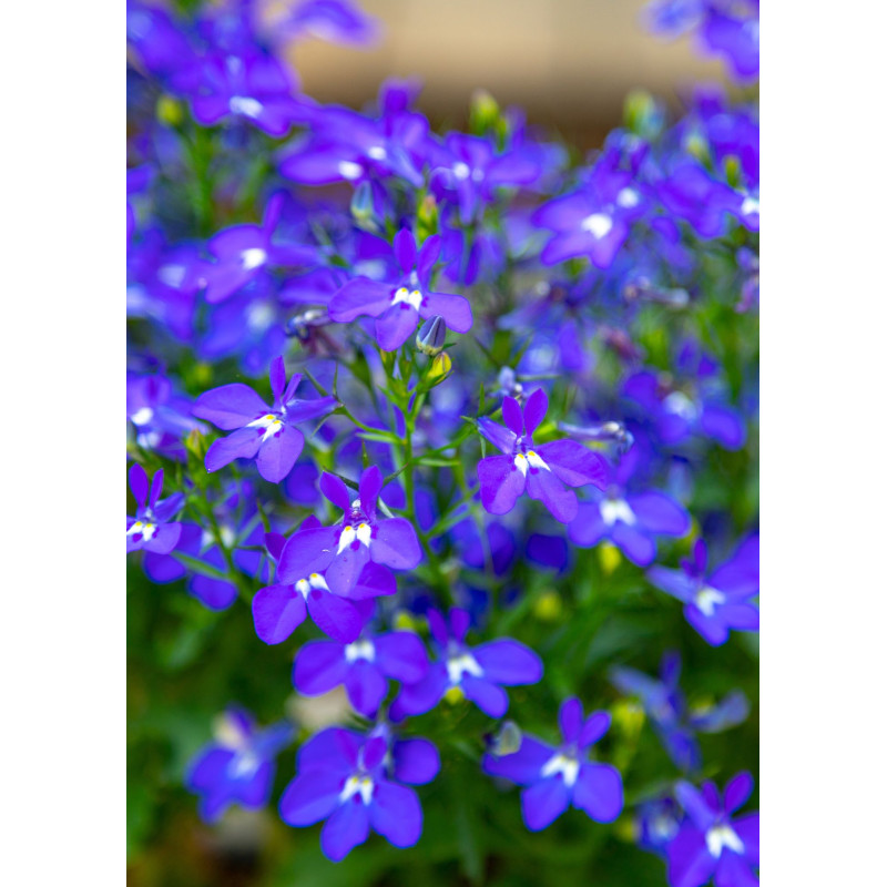 Lobelia Blue - Same Day Delivery