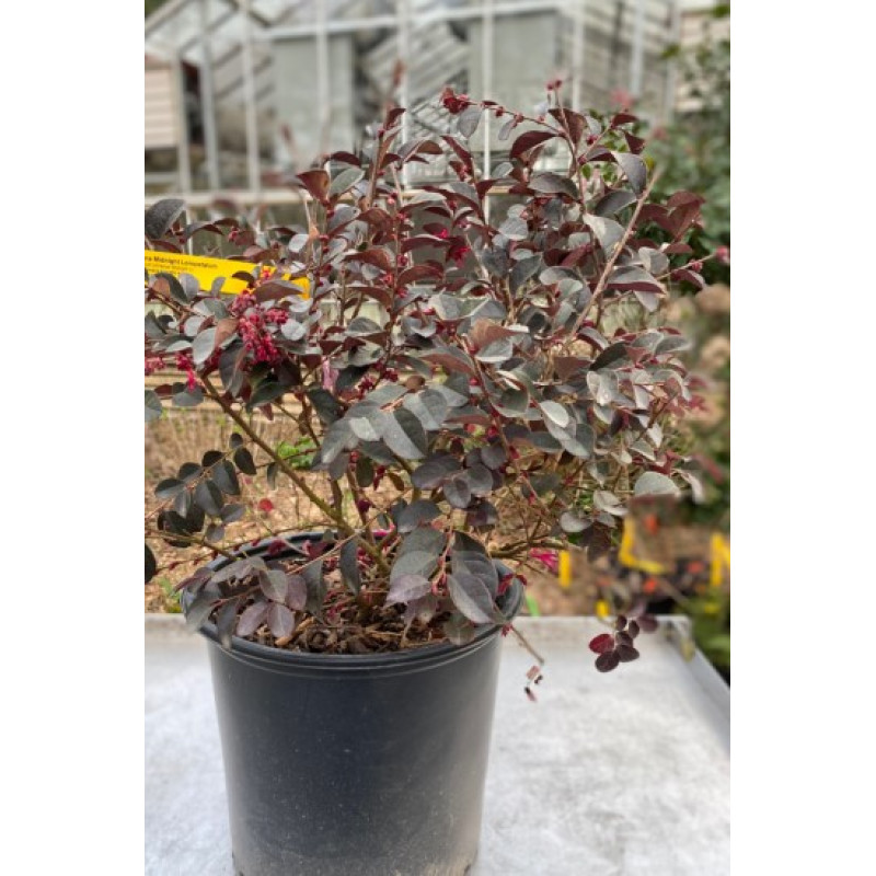 Loropetalum Carolina Midnight - Same Day Delivery