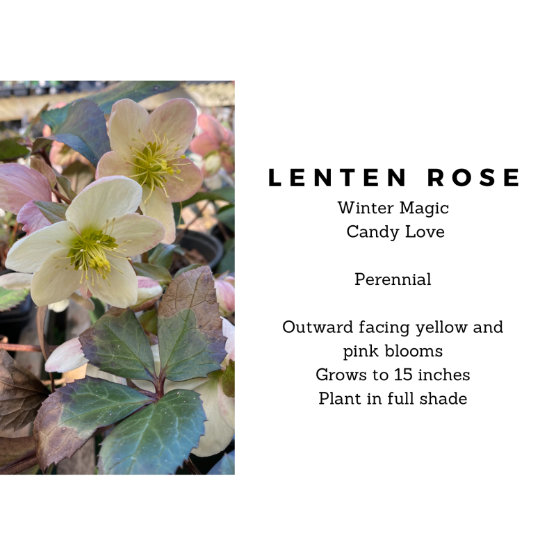 Lenton Rose Candy Love - Same Day Delivery
